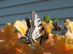 30650_396685464263_2299436_n