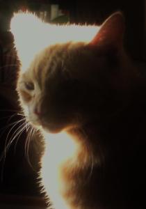 479989_10151486224599264_1953102113_n