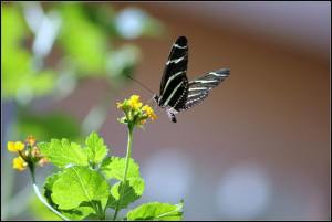 7030834717_d5f2a0b8dd_z